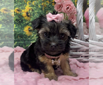 Puppy Lola Shorkie Tzu