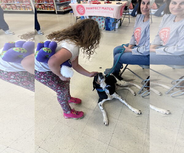 Medium Photo #18 Black and Tan Coonhound-Unknown Mix Puppy For Sale in Holly Springs, NC, USA
