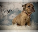 Small Photo #11 Bulldog Puppy For Sale in SPRING, TX, USA