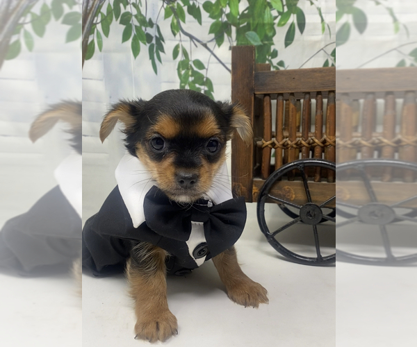 Medium Photo #15 Shorkie Tzu Puppy For Sale in SELLERSBURG, IN, USA