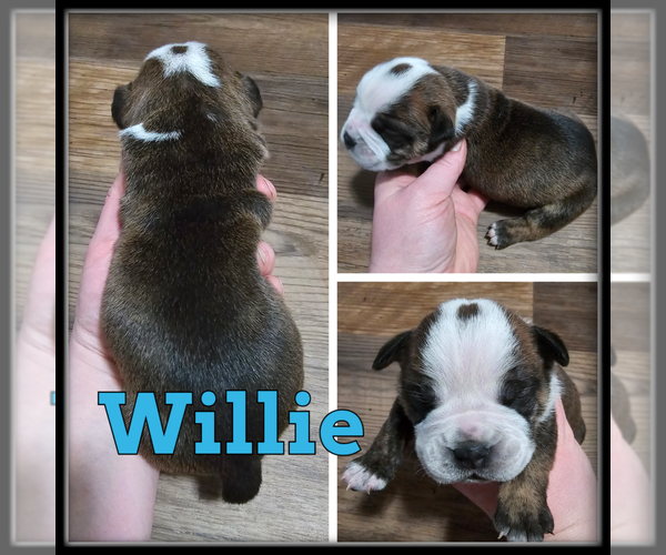 Medium Photo #4 Olde English Bulldogge Puppy For Sale in WHEELER, MI, USA