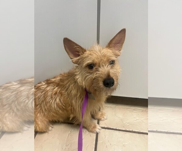 Medium Photo #2 Norwich Terrier-Unknown Mix Puppy For Sale in Holly Springs, NC, USA