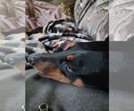 Small #4 Doberman Pinscher