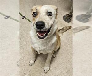Mutt Dogs for adoption in Bakersfield, CA, USA