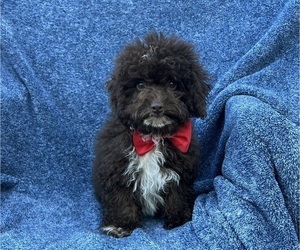 Cavapoo Puppy for sale in JEFFERSONVILLE, IN, USA