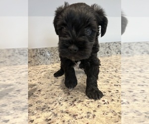 Schnauzer (Miniature) Puppy for sale in FORT MYERS, FL, USA