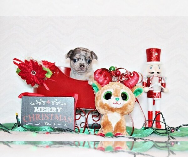 Medium Photo #42 Chihuahua Puppy For Sale in CHARLESTON, AR, USA