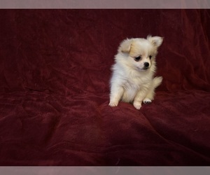 Pomeranian Puppy for sale in HAMPSTEAD, NC, USA