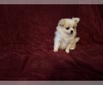 Small Pomeranian