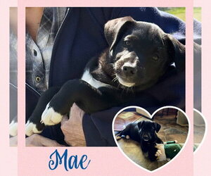 Mutt Dogs for adoption in White Bluff, TN, USA