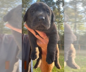 Labrador Retriever Puppy for sale in OSYKA, MS, USA