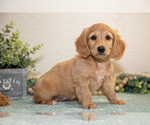 Puppy Jade Dachshund