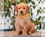 Small Golden Retriever