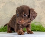 Small #3 Dachshund