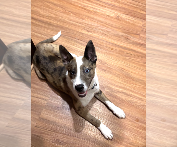 Medium Photo #2 Siberian Husky-Unknown Mix Puppy For Sale in Rockville, MD, USA