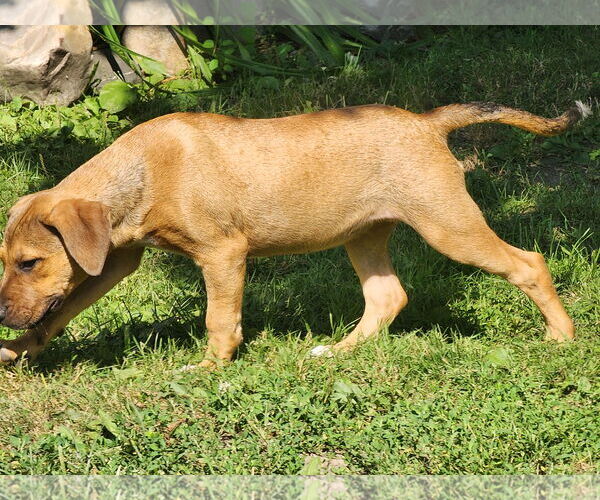 Medium Photo #3 Beagle-Unknown Mix Puppy For Sale in Marine City, MI, USA