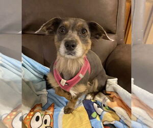 Mutt Dogs for adoption in Oakhurst, NJ, USA