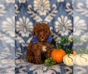 Poodle (Miniature) Puppy for sale in LEOLA, PA, USA