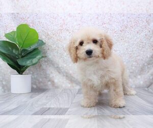 Poochon Puppy for sale in MARIETTA, GA, USA