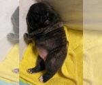 Small Photo #2 French Bulldog Puppy For Sale in KENDALL, FL, USA