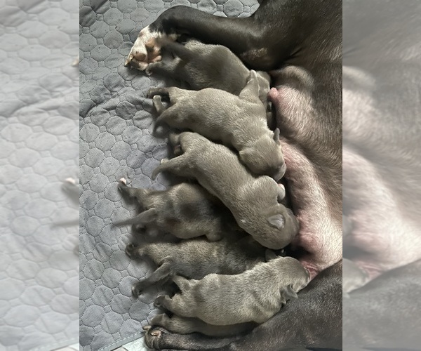 Medium Photo #39 American Bully Puppy For Sale in NAUGATUCK, CT, USA