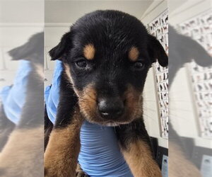 German Shepherd Dog-Unknown Mix Dogs for adoption in San Bernardino, CA, USA