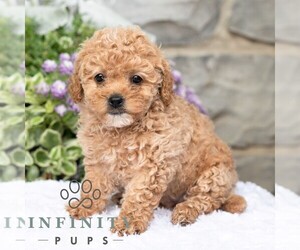 Havapoo Puppy for sale in LEWISBURG, PA, USA