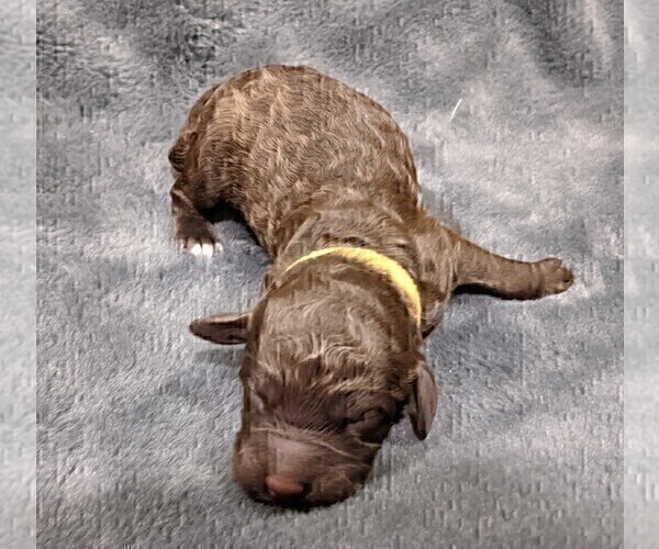 Medium Photo #4 Labradoodle Puppy For Sale in JOPLIN, MO, USA