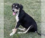 Small #1 Labrador Retriever Mix