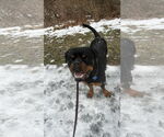 Small #2 Rottweiler