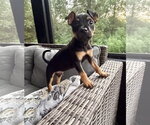 Small #1 Mutt