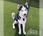 Small #2 Siberian Husky
