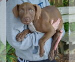 Small #3 American Staffordshire Terrier-Labrador Retriever Mix