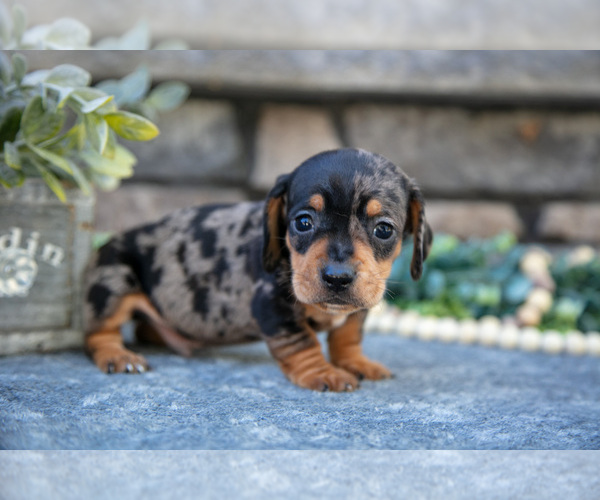 Medium Photo #2 Dachshund Puppy For Sale in SUGARCREEK, OH, USA