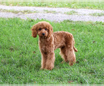 Donut - Male Cavapoo (Miniature) Puppy for Sale - Photo #3