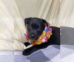 Small #1 Labrador Retriever Mix
