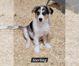 Australian Shepherd-Unknown Mix Dogs for adoption in Granbury, TX, USA