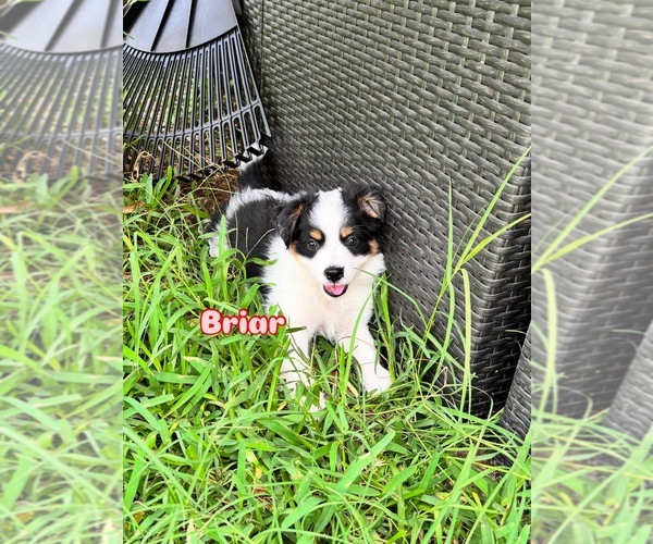Medium Photo #1 Miniature Australian Shepherd Puppy For Sale in VALRICO, FL, USA
