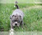 Small #1 Pug-Puggle Mix