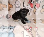 Small #11 Yorkshire Terrier