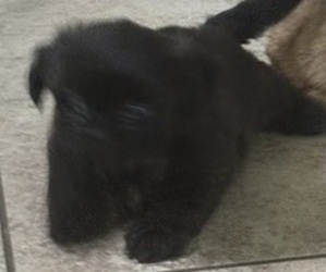 Shih Tzu Puppy for sale in SPRING HILL, FL, USA