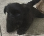 Small Shih Tzu