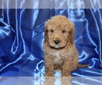 Small Photo #8 Goldendoodle (Miniature) Puppy For Sale in BLOOMINGTON, IN, USA