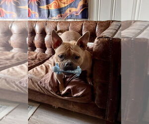 Bulldog-Unknown Mix Dogs for adoption in Springdale, PA, USA