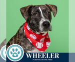 Small #2 Beagle-Pointer Mix