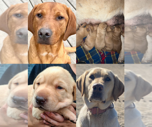 Medium Photo #1 Labrador Retriever Puppy For Sale in FREDERICK, SD, USA