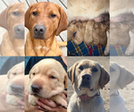 Labrador Puppy - Female Labrador Retriever Puppy for Sale - Small photo