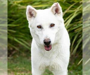 *HONDA - Female Siberian Husky-Unknown Mix Dog for Adoption - Photo #2