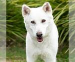 Small Photo #2 Siberian Husky-Unknown Mix Puppy For Sale in Camarillo, CA, USA