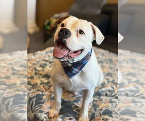 American Bulldog-Unknown Mix Dogs for adoption in Phoenix, AZ, USA